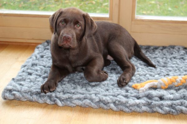 Hundekissen
