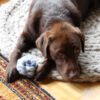 Hundebett HUNDSCHMEICHLER