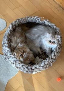 Katzenbett TRAUMWANDLER