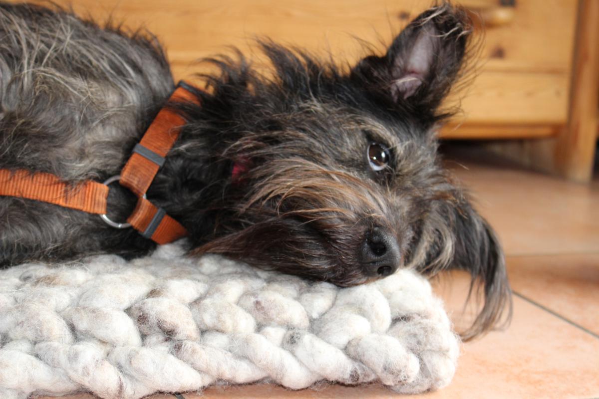 Hundekissen PLATZ aus Schafwolle
